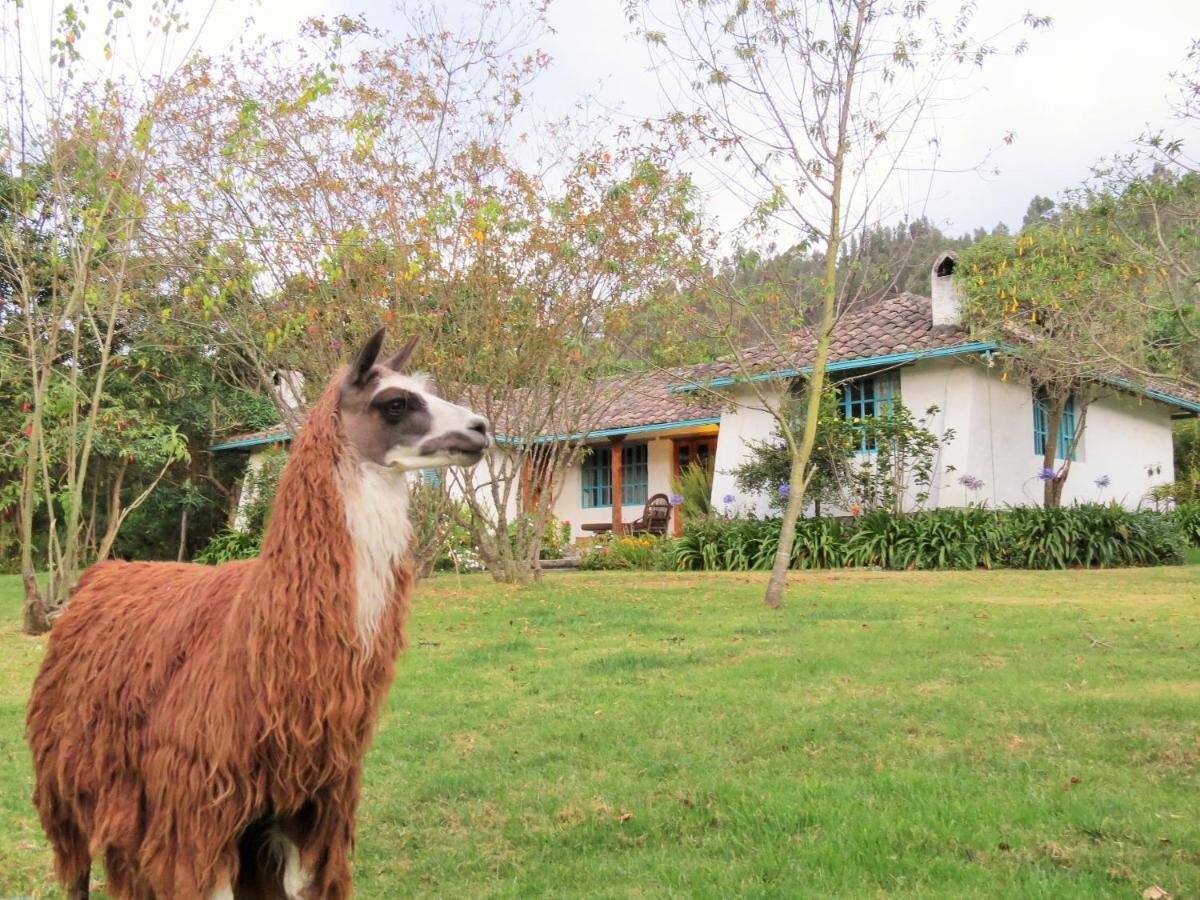 Las Palmeras Inn Otavalo Extérieur photo